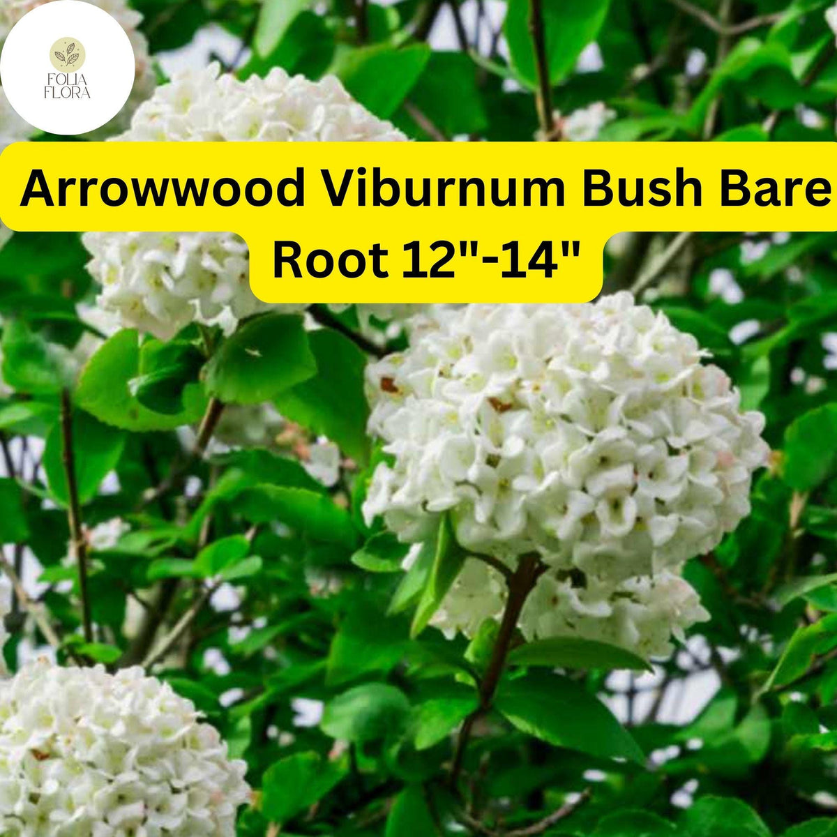 1 Arrowwood Viburnum Live Bare Root Plant 12-14 Inches - Viburnum dentatum