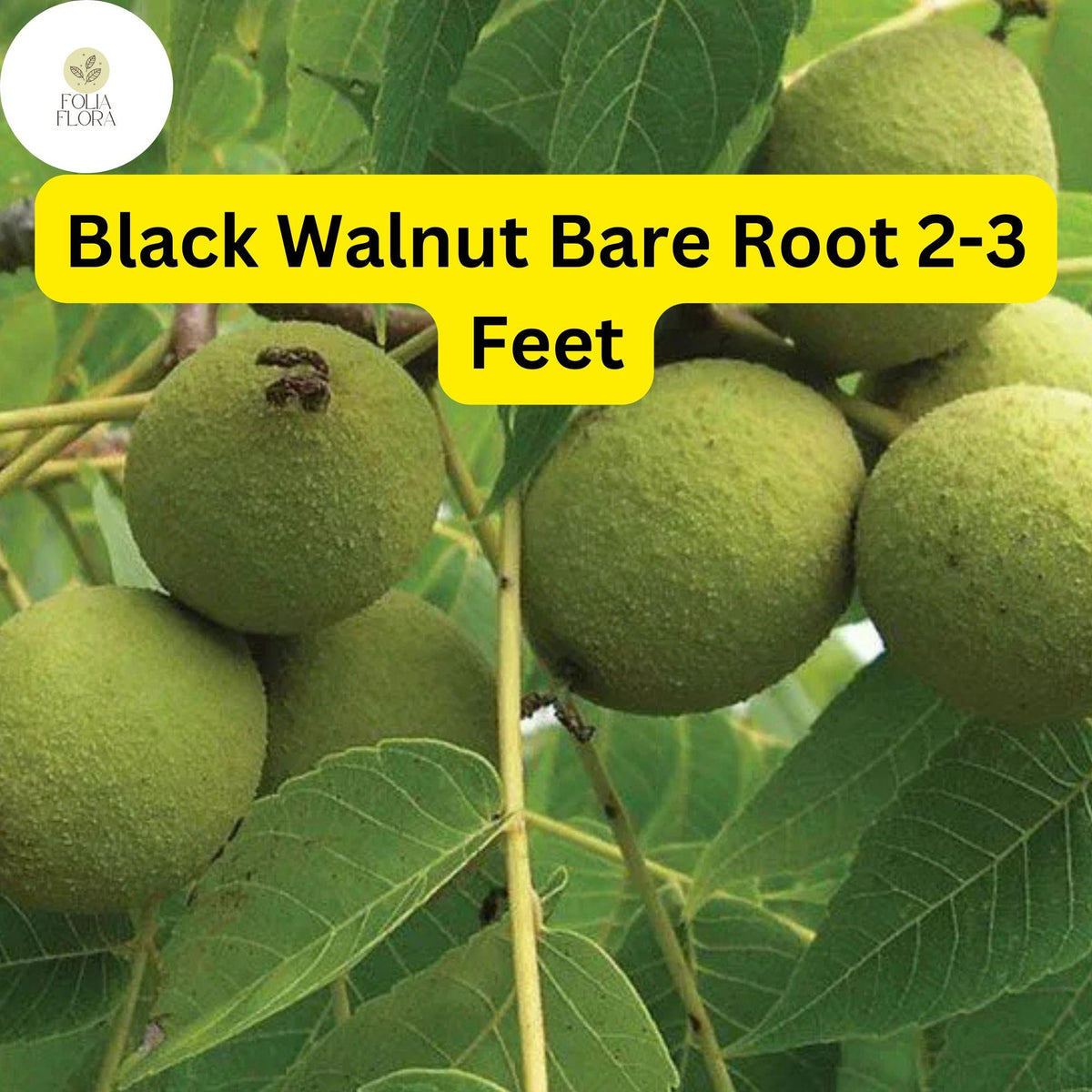 Black Walnut Tree – 2 Live Bare Root Plants, Zones 4-9