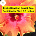 Exotic Hawaiian Sunset Fiesta Hibiscus Live Bare Root Starter Plant