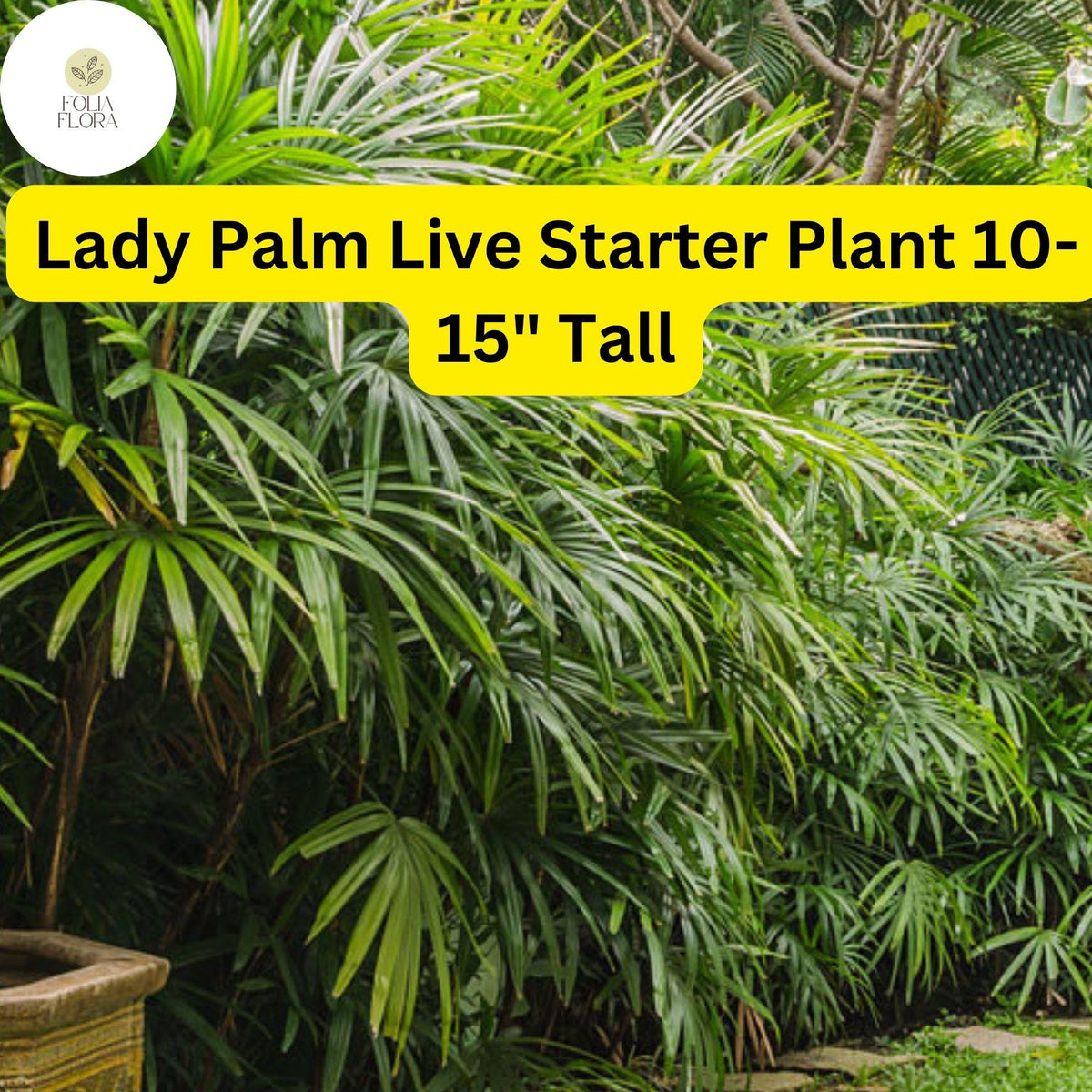 Rhapis excelsa Lady Palm Live Plant 10-15 Inches Tall Indoor Air-Purifying Palm