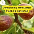 Olympian Fig Tree Live Starter Plant – Edible Fruit for Home Gardens