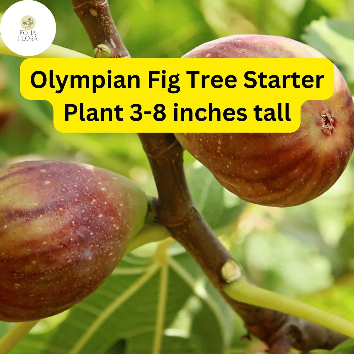Olympian Fig Tree Live Starter Plant – Edible Fruit for Home Gardens