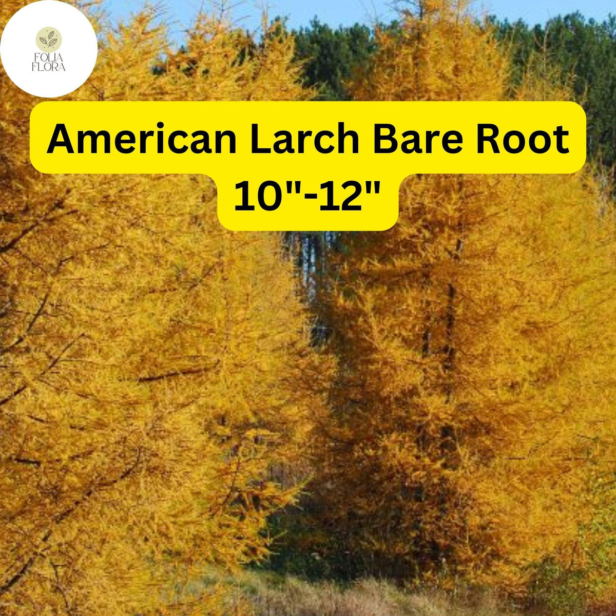 American Larch Tree Bare Root Larix laricina Hardy Conifer