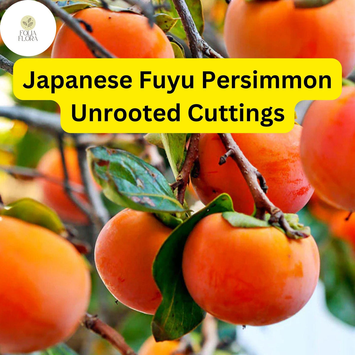 4 Japanese Fuyu Persimmon Unrooted Cuttings - Diospyros kaki - Easy to Grow Sweet Fruit Tree