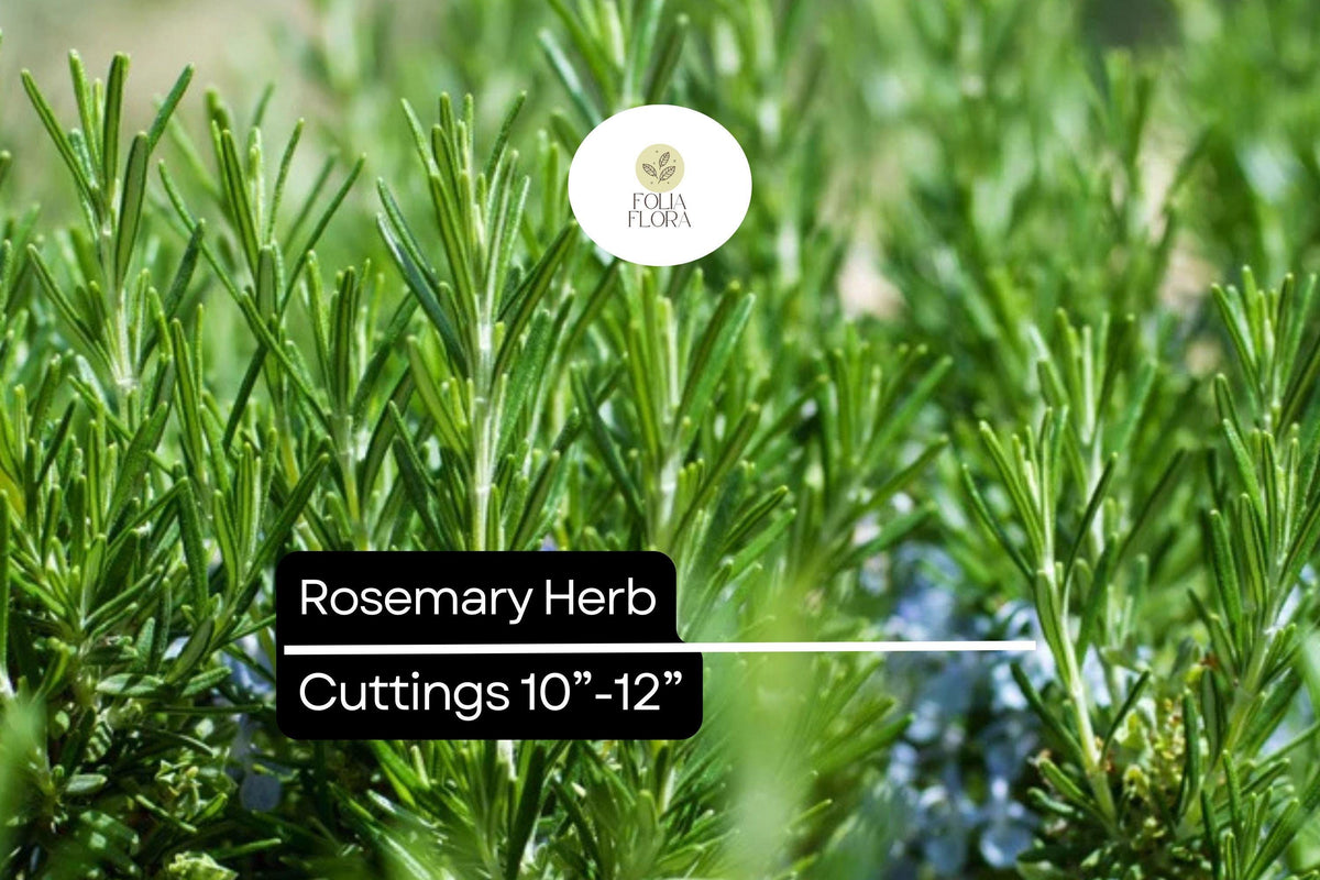 Organic Rosemary Herb Plants (Rosmarinus officinalis) Live Dipped Cuttings 10-12 Inches