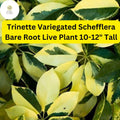 Trinette Variegated Schefflera Umbrella Tree Live Plant 10-12 Inches