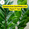 ZZ Chameleon Live Plant – Low-Light Indoor Houseplant, 7" Tall in 4" Pot