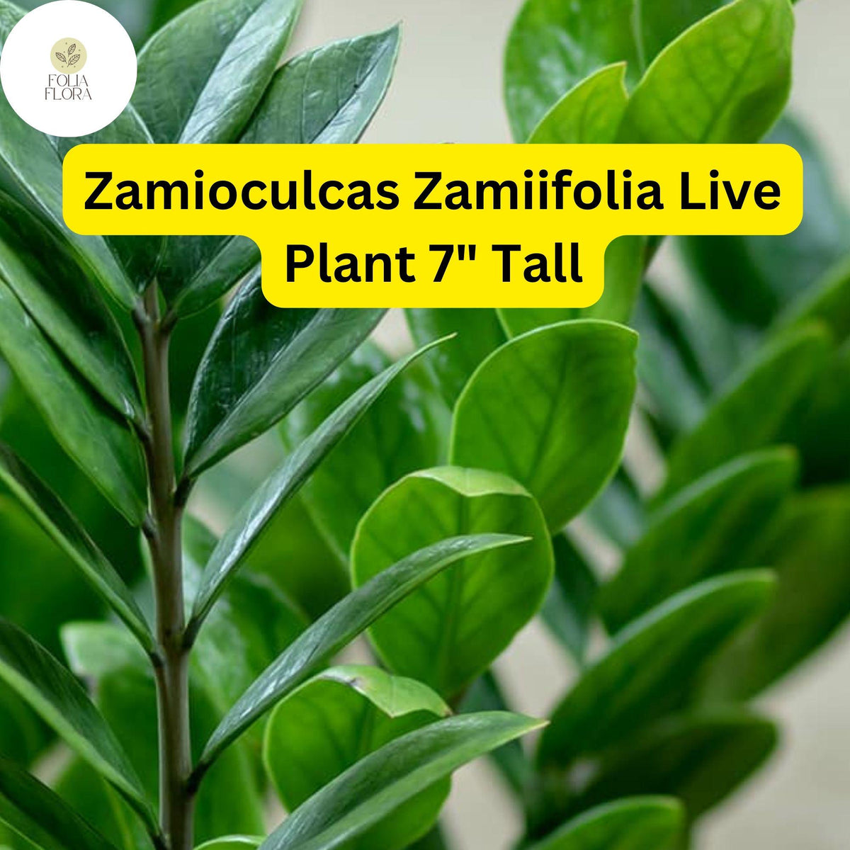 ZZ Chameleon Live Plant – Low-Light Indoor Houseplant, 7" Tall in 4" Pot