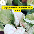 Syngonium podophyllum 'Milk Confetti' Live Arrowhead Plant in 4" Pot