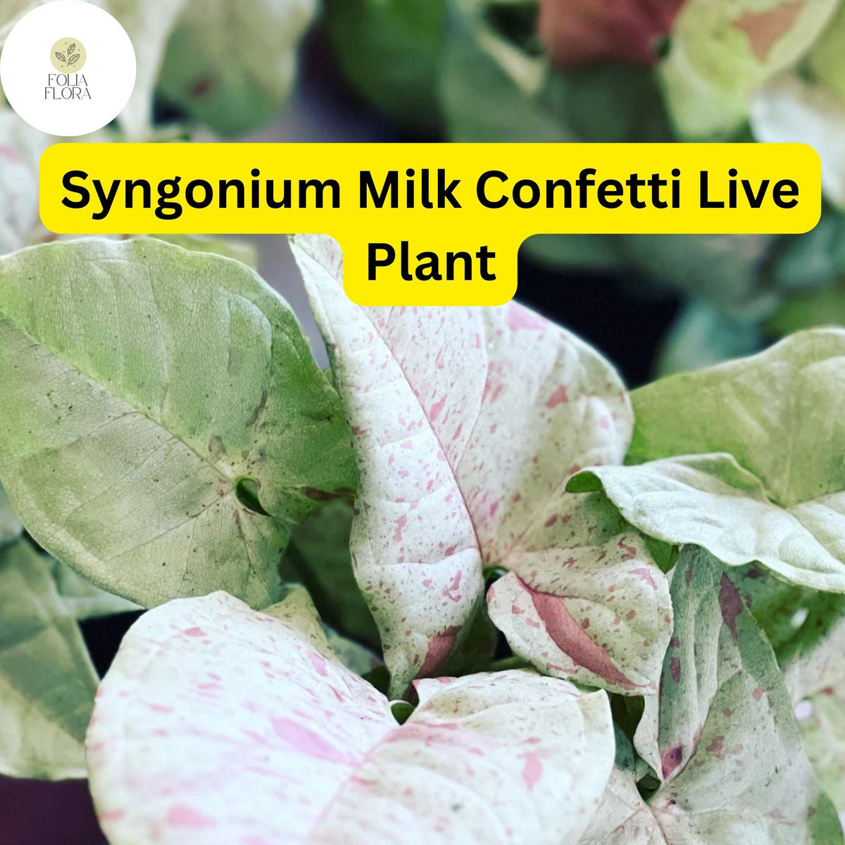 1 Syngonium podophyllum 'Milk Confetti' Live Arrowhead Plant in 4" Pot