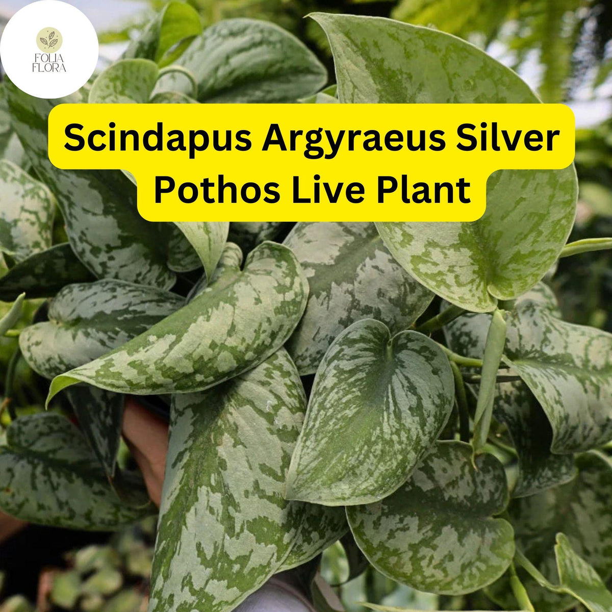 Silver Pothos Live Plant – Scindapsus Argyraeus in 4" Pot