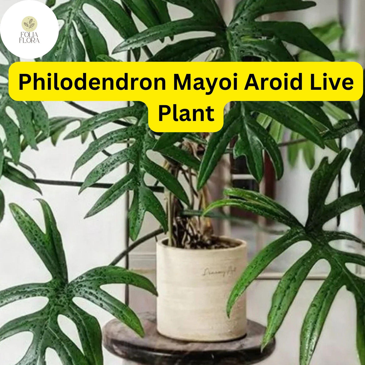 Philodendron Mayoi Live Plant - 4 Inch Pot - Well-Rooted Tropical Houseplant
