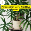 1 Philodendron Mayoi Live Plant 4 inch Pot - Well-Rooted Aroid Tropical Houseplant
