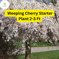 Live Weeping Cherry Tree 2-3 Ft Tall Ready to Plant