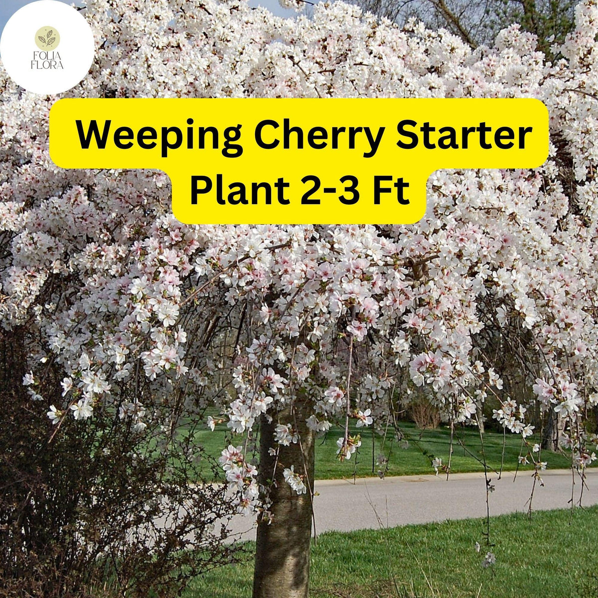 Live Weeping Cherry Tree 2-3 Ft Tall Ready to Plant