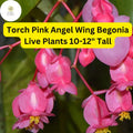 Torch Pink Angel Wing Begonia Live Plant - Stunning Foliage & Blooms