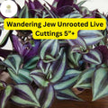 Wandering Jew Tradescantia zebrina 5 Unrooted Live Cuttings 5"+ Easy to Grow Houseplant