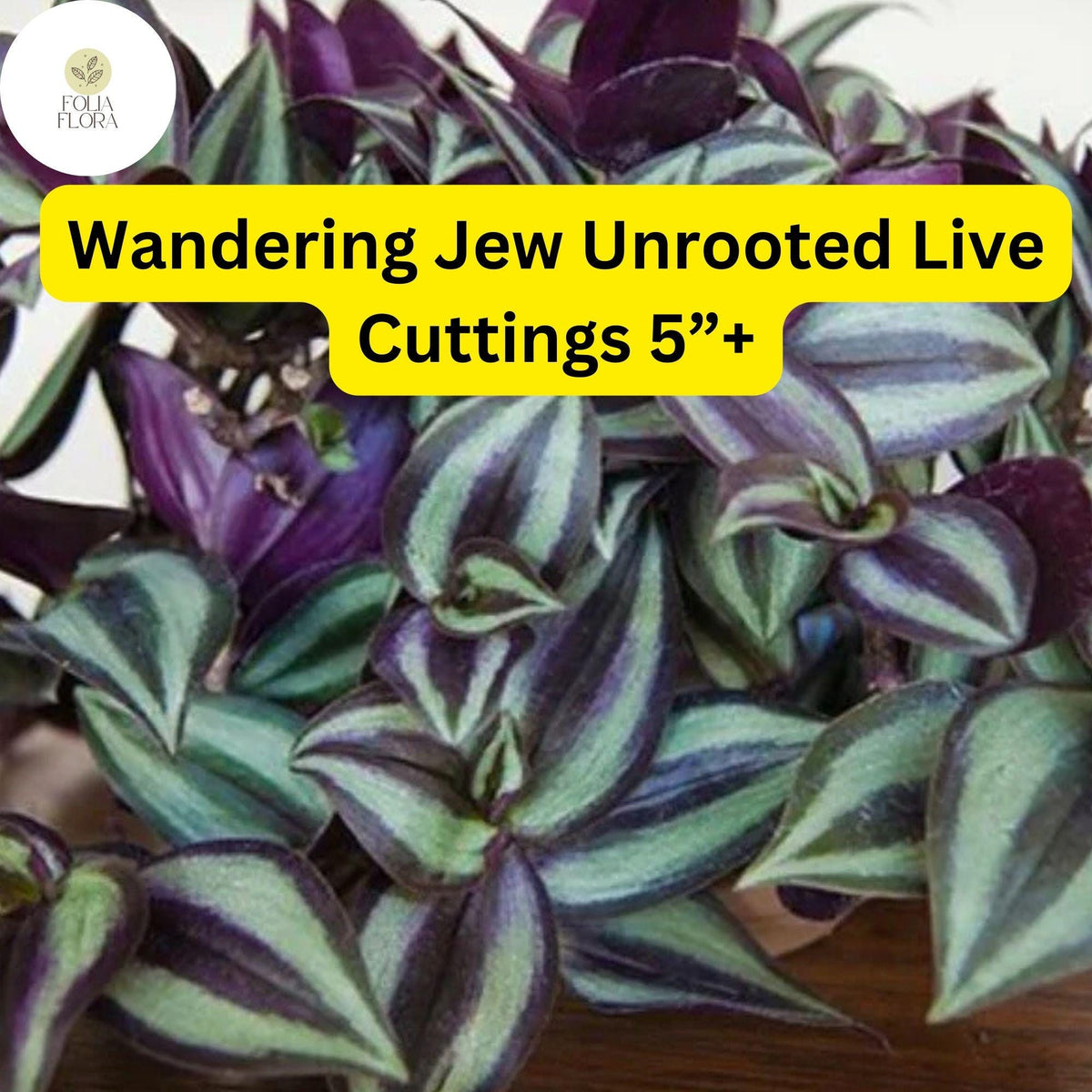 Wandering Jew Tradescantia zebrina 5 Unrooted Live Cuttings 5"+ Easy to Grow Houseplant