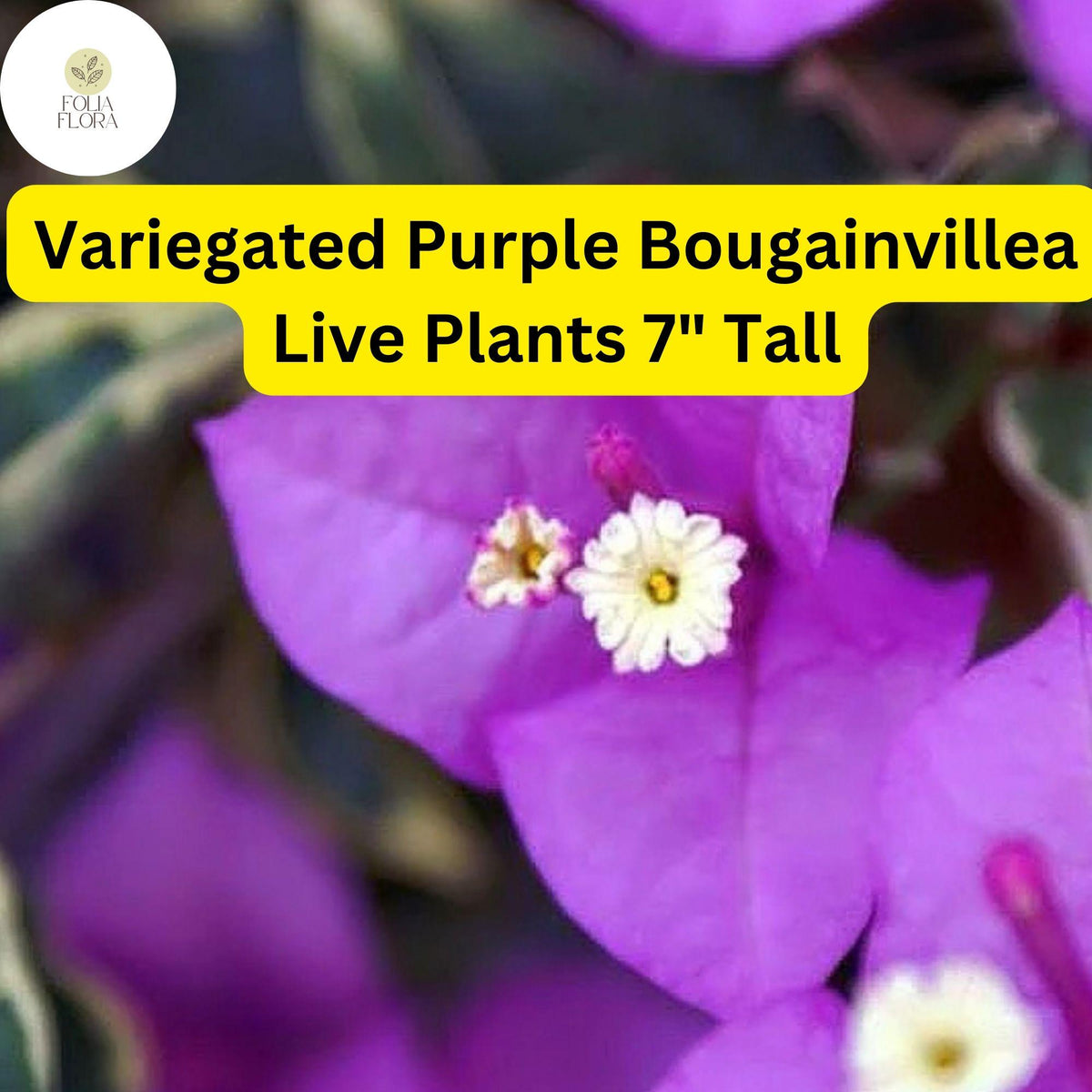 Variegated Purple Bougainvillea Live Plant 7" Tall - Paper Flower Tropical Vine