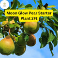 Moon Glow Pear Tree - 2ft Live Fruit Tree, Ready to Plant