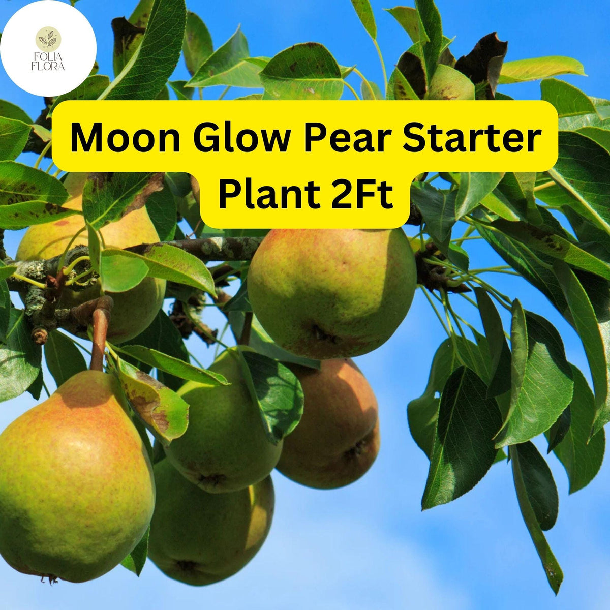 Moon Glow Pear Tree - 2ft Live Fruit Tree, Ready to Plant