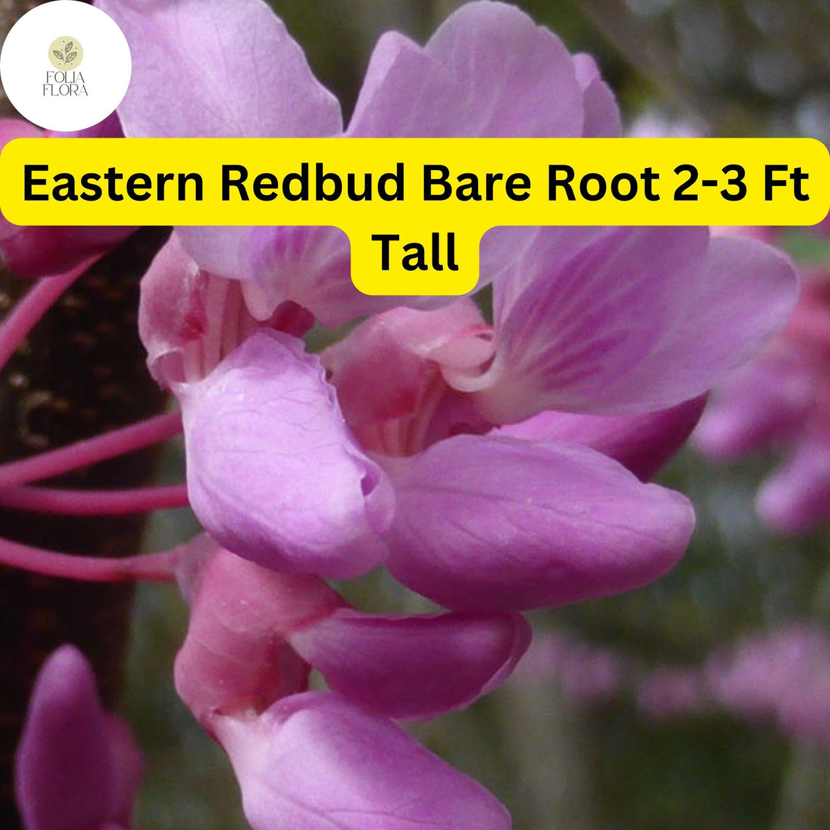 Eastern Redbud Tree 2-3 Ft Tall Live Bare Root Plant Cercis canadensis