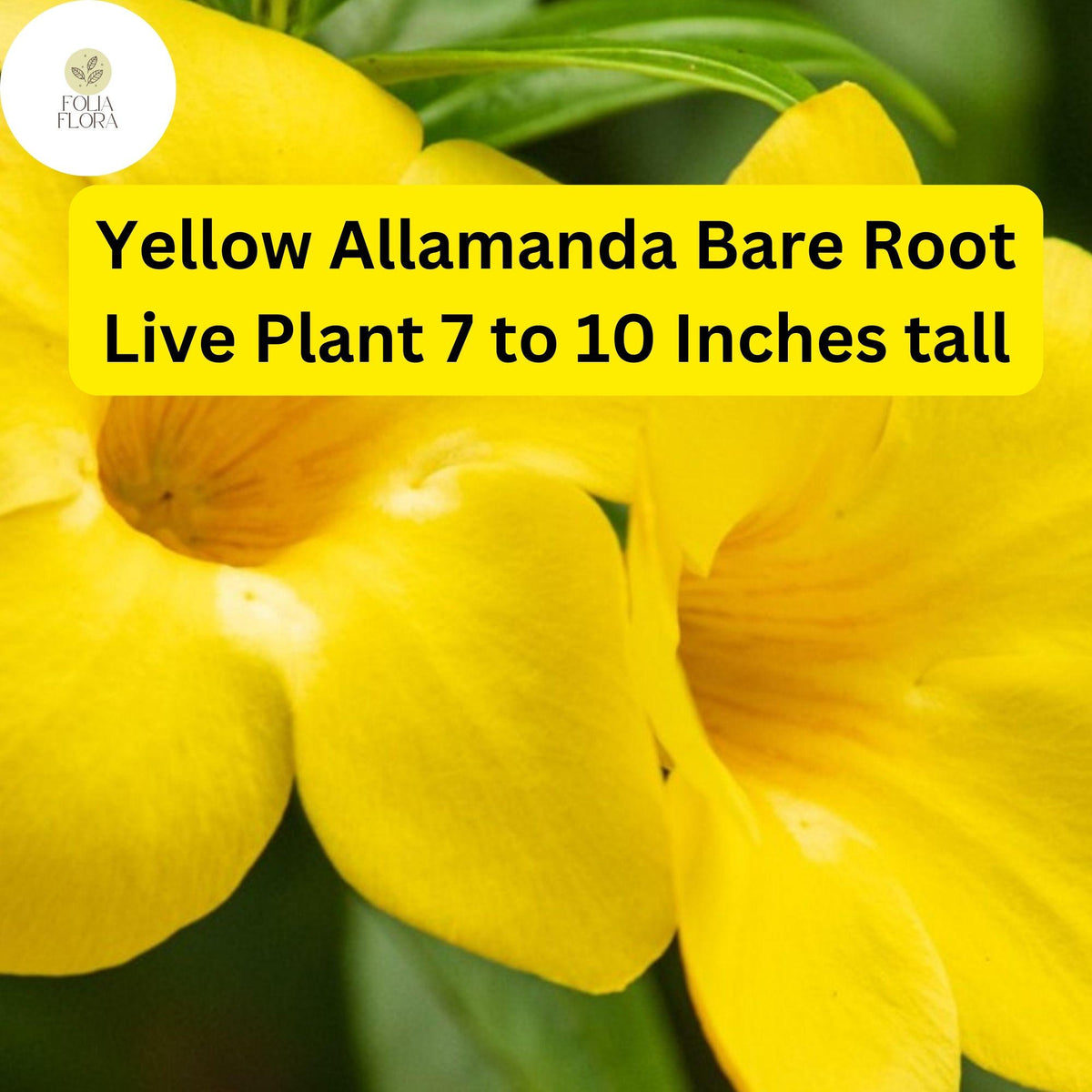 1 Yellow Allamanda Bare Root Starter Live Plant 7-10 Inches - Tropical Perennial Vine