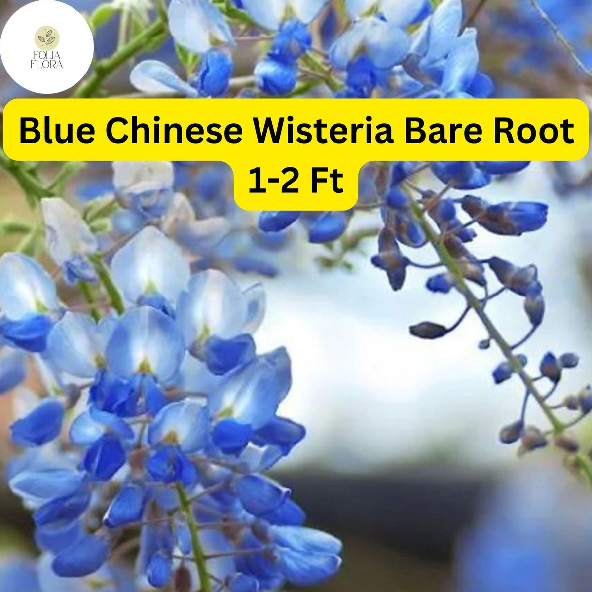 Blue Chinese Wisteria Tree – Bare Root 1-2 Ft Wisteria sinensis
