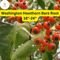 Washington Hawthorn Tree – 1 Live Bare Root Plant, 18-24 Inches (Crataegus phaenopyrum)