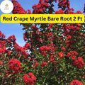 2 Red Crape Myrtle Trees Live Bare Root Plants, 2ft Tall Lagerstroemia indica
