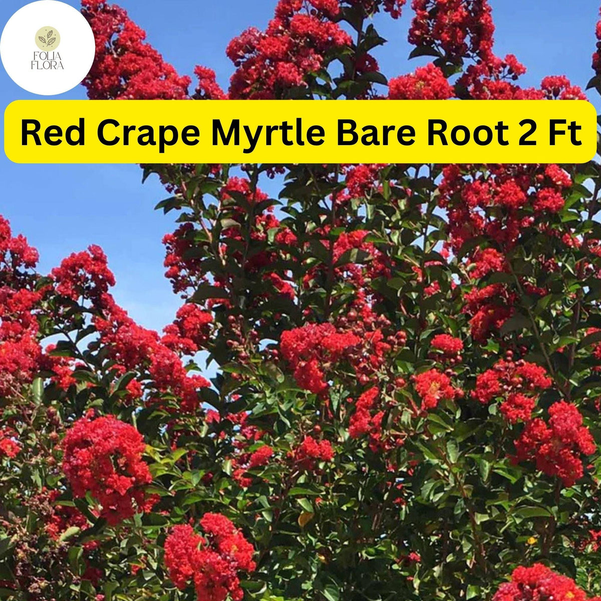 2 Red Crape Myrtle Trees Live Bare Root Plants, 2ft Tall Lagerstroemia indica