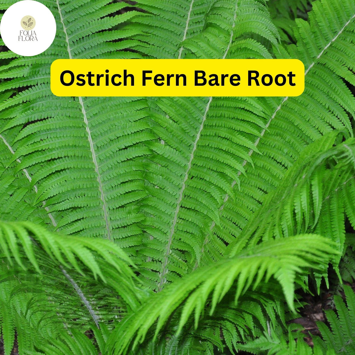 10 Ostrich Ferns, Matteuccia struthiopteris, Bare Root Perennial Shade Plants