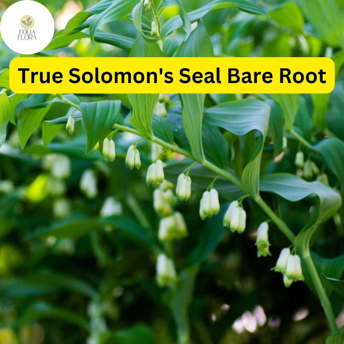 3 True Solomon's Seal Plants, Polygonatum biflorum, Bare Root Native Shade Perennials