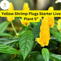 Yellow Shrimp Plant - 1 Live Starter Plug 5" (Justicia brandegeana) - Tropical Blooms