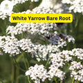1 White Yarrow Plant - Achillea millefolium Perennial Bare Root