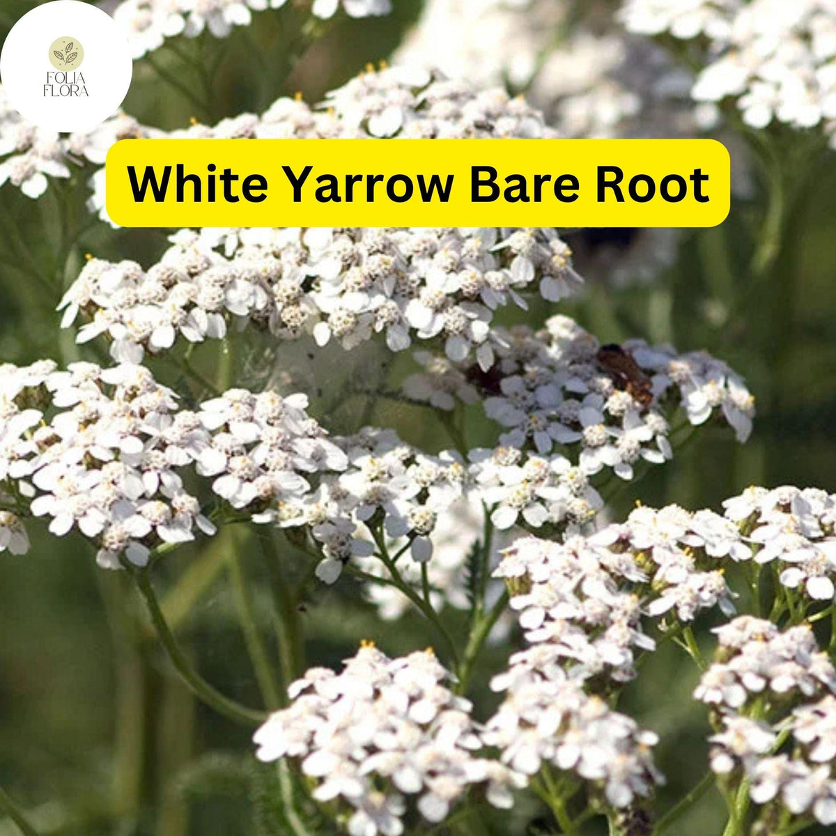 1 White Yarrow Plant - Achillea millefolium Perennial Bare Root