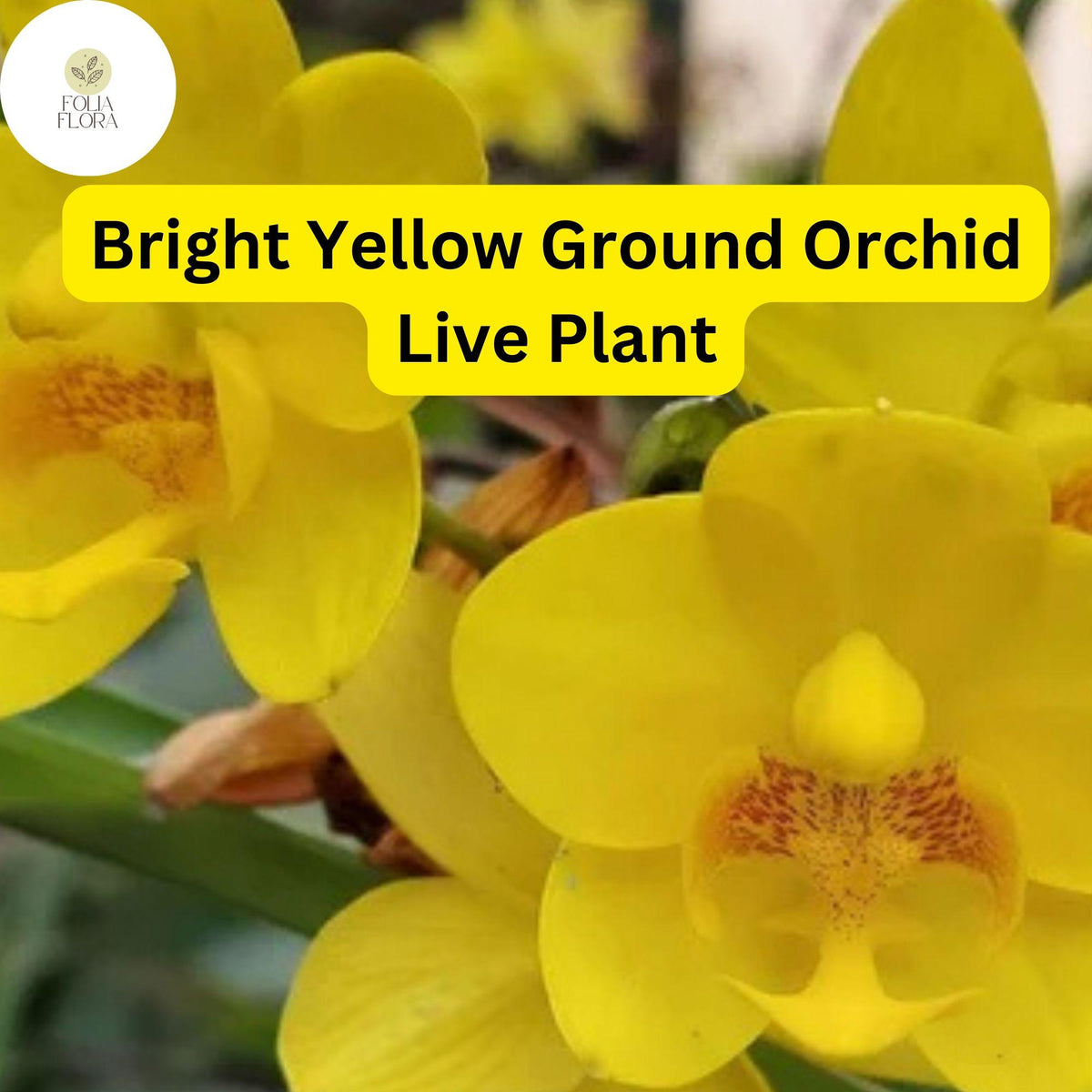 Yellow Ground Orchid Live Plant – Tropical Perennial in 4" Pot