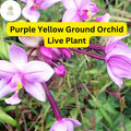 Purple Yellow Ground Orchid Live Plant - Spathoglottis Plicata in 4 Inch Pot