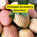 10 Pineapple Strawberry Plants – Bare Root White Strawberries (Fragaria × ananassa)