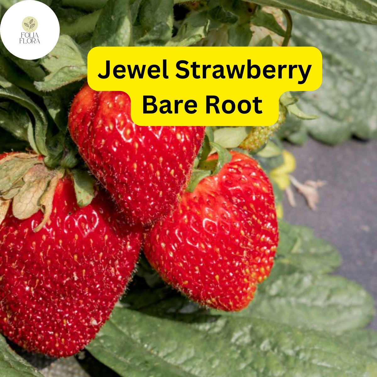 Jewel Strawberry Plants - Fragaria x ananassa Bare Root Strawberry Plants