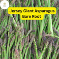 Jersey Giant Asparagus 2-Year Bare Root Crowns