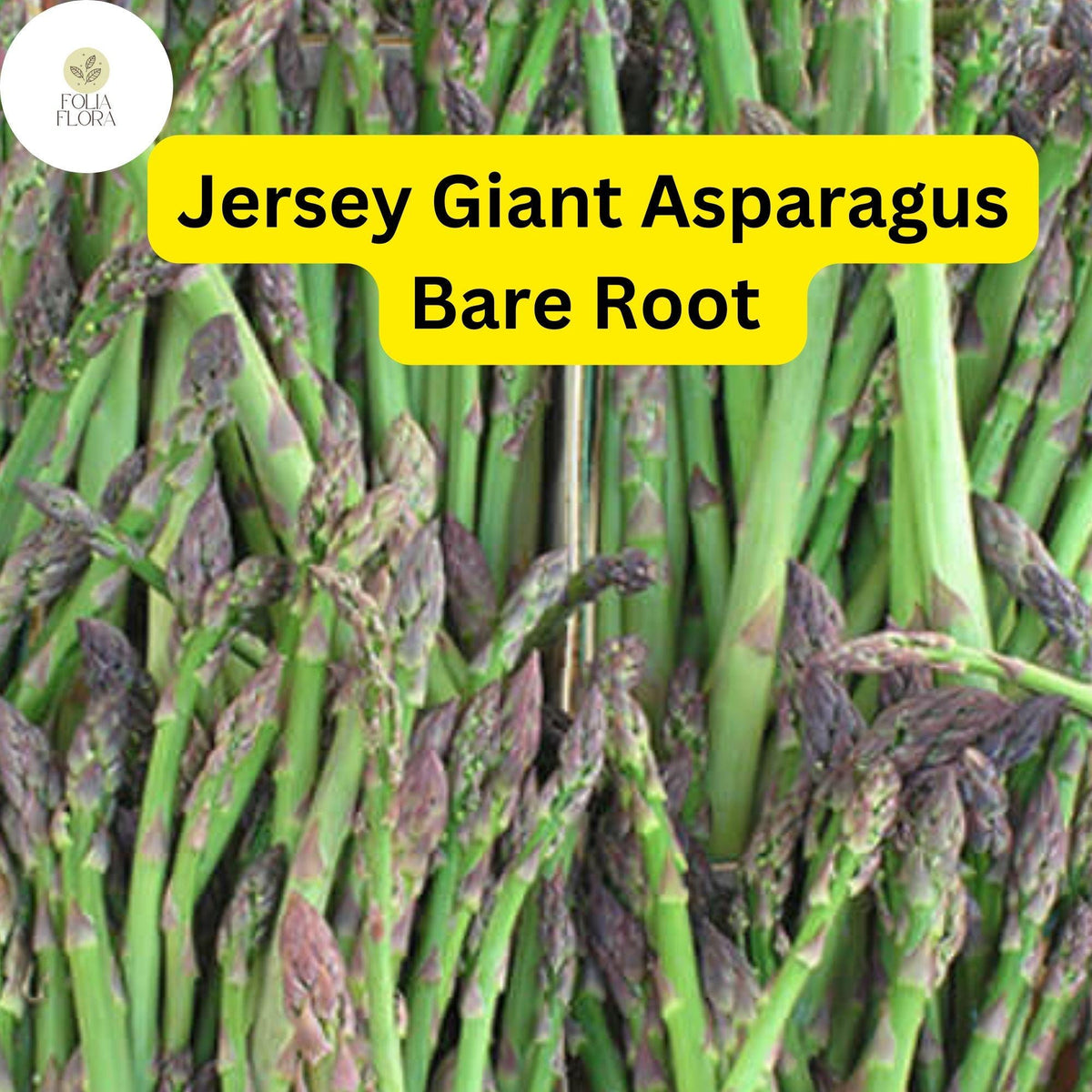 Jersey Giant Asparagus 2-Year Bare Root Crowns