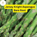 Jersey Knight Asparagus Plant - 2-Year Bare Root Crowns for Spring Planting