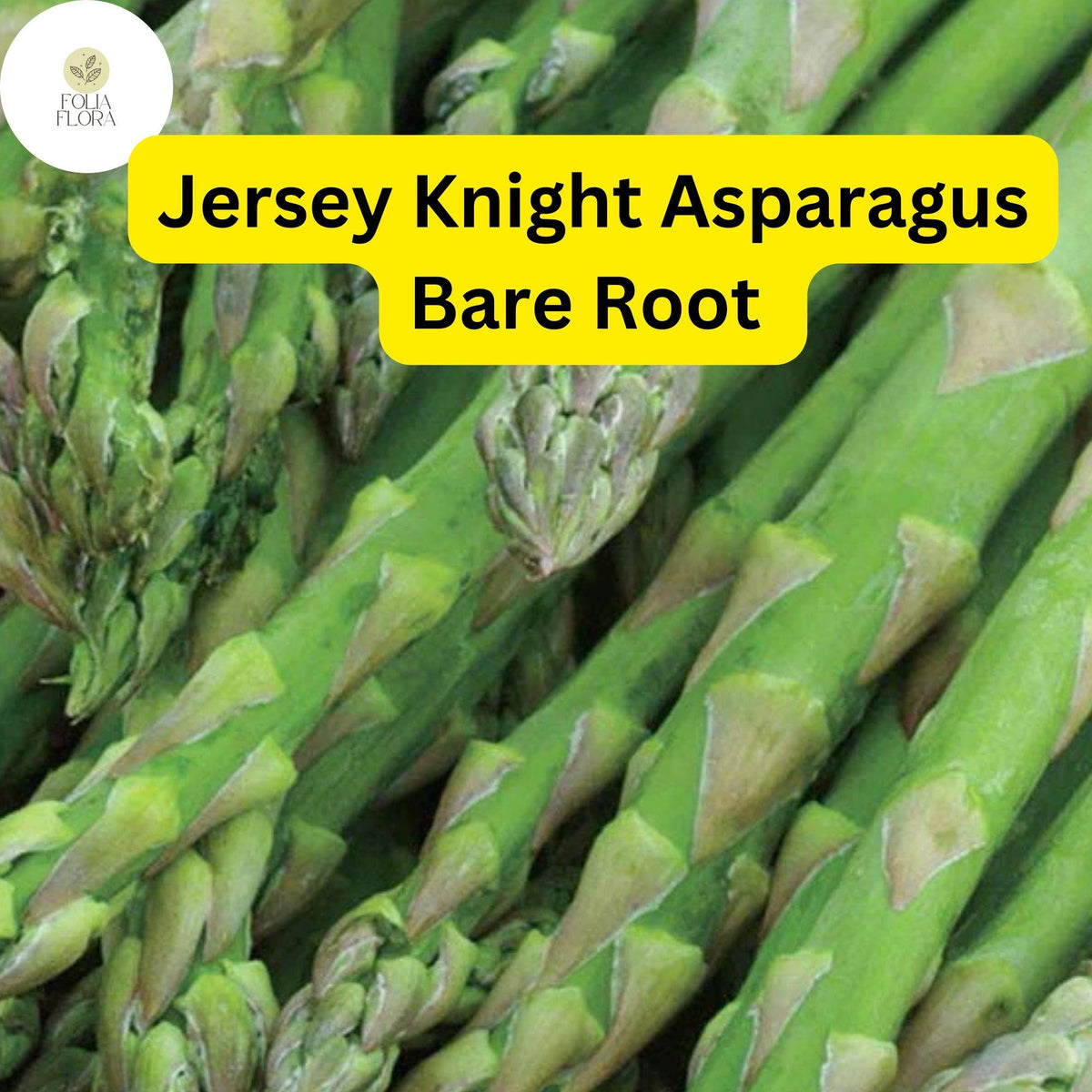 Jersey Knight Asparagus Plant - 2-Year Bare Root Crowns for Spring Planting