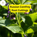 Russian Comfrey Bocking 14 Live Root Cuttings - Perennial Garden Plant