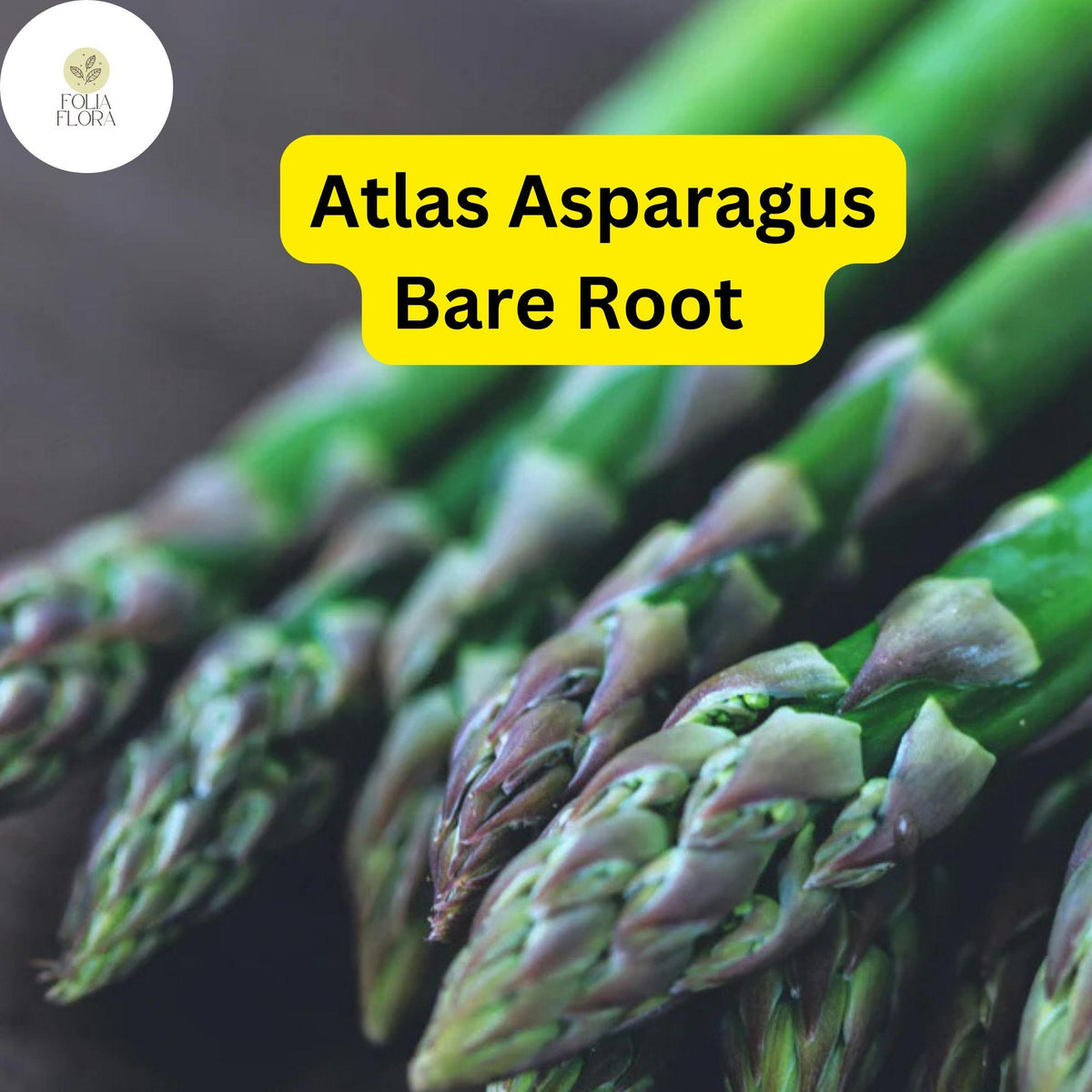 25 Green Atlas Asparagus Bare Root Plants - 2-Year Crowns