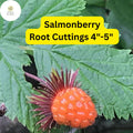 5 Salmonberry Root Cuttings 4-5 Inches - Rubus spectabilis Live Rhizomes, Organic Perennial Edible Berry Plant