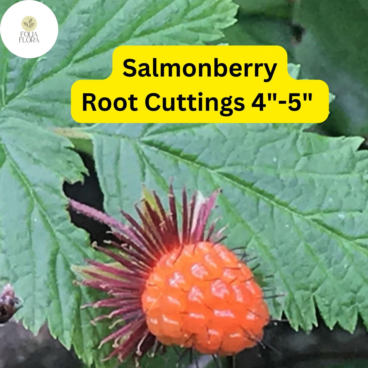 5 Salmonberry Root Cuttings 4-5 Inches - Rubus spectabilis Live Rhizomes, Organic Perennial Edible Berry Plant