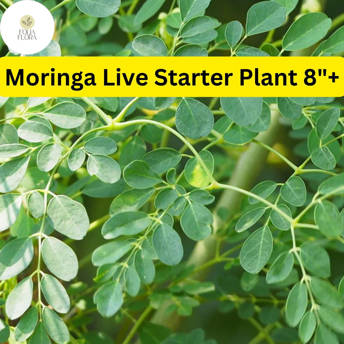 Moringa Rooted Live Plant 8+ Inches | Tree of Life