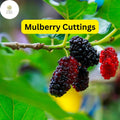 10 Mulberry Cuttings - Early Fruiting, Easy to Root & Grow (Morus alba)